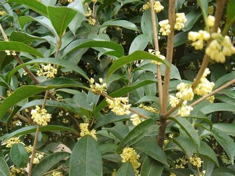 後院種桂花|桂花樹怎麼種？栽培和管理的完整指南 